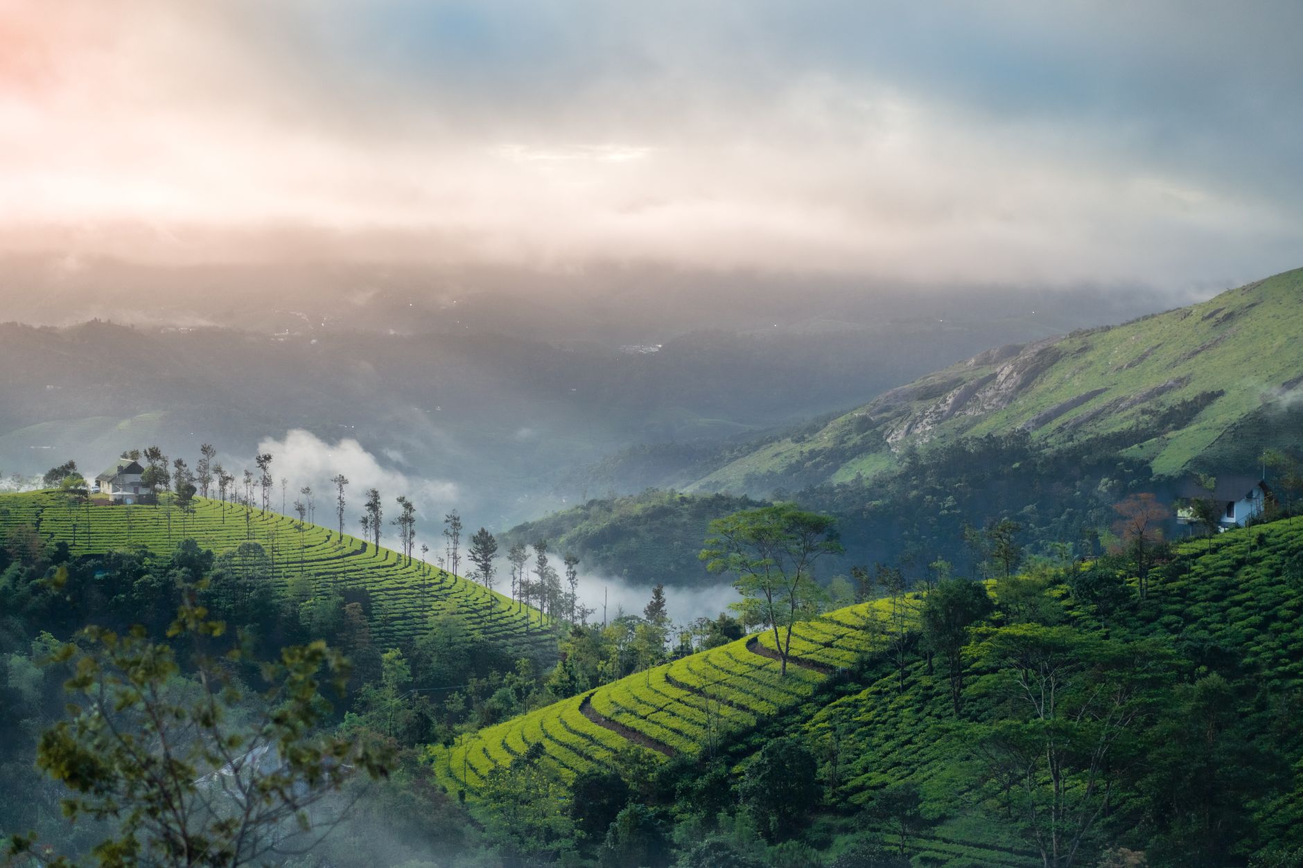 Asian High Altitude Tea Plantation